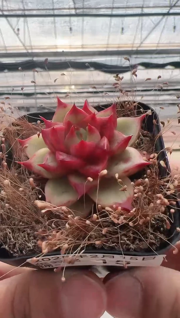 【闪购商品】东云名锦-15