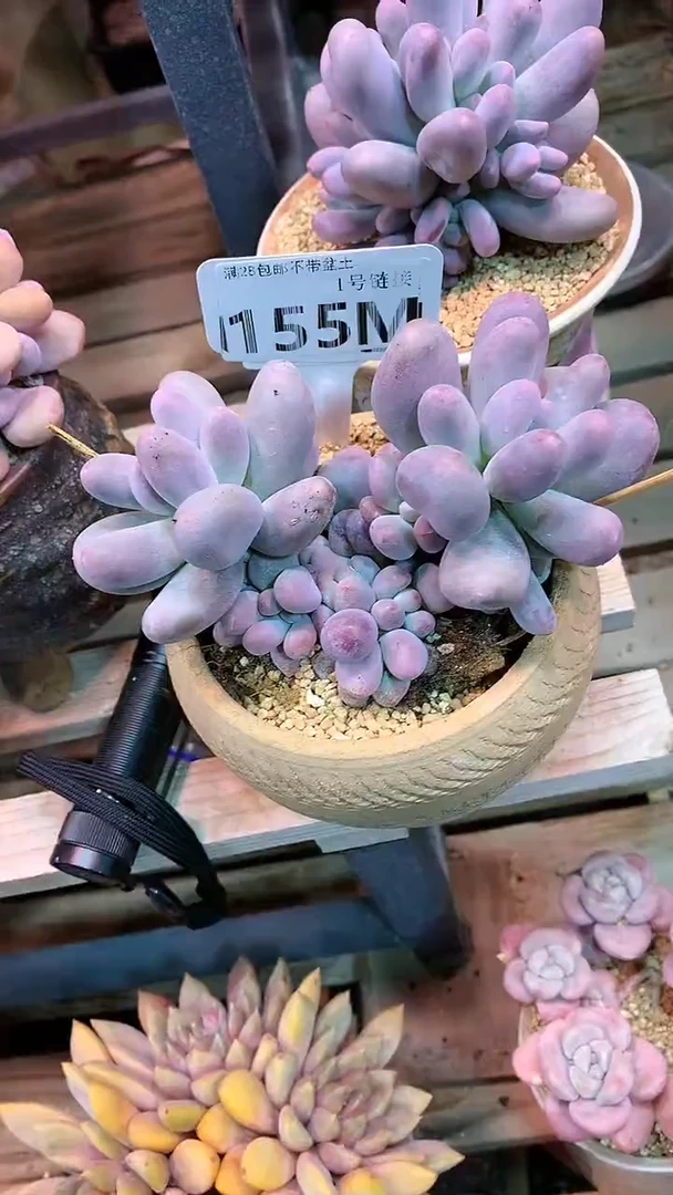 【闪购商品】155MMM成本