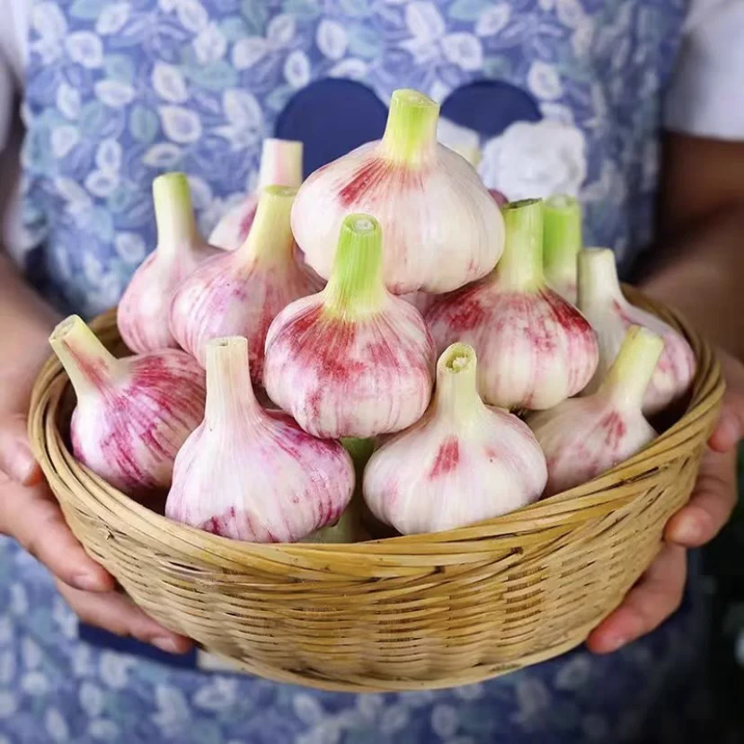 2025年河南鲜蒜现挖可腌制糖醋蒜腊八蒜助农特惠带箱发货
