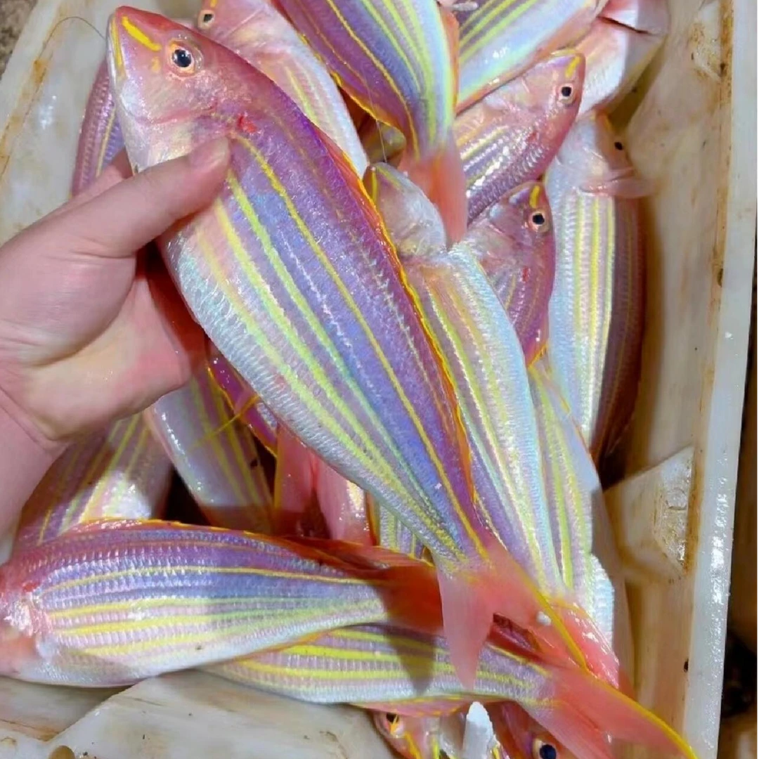 金线鱼  4斤广东阳江闸坡纯野生 5条/斤
