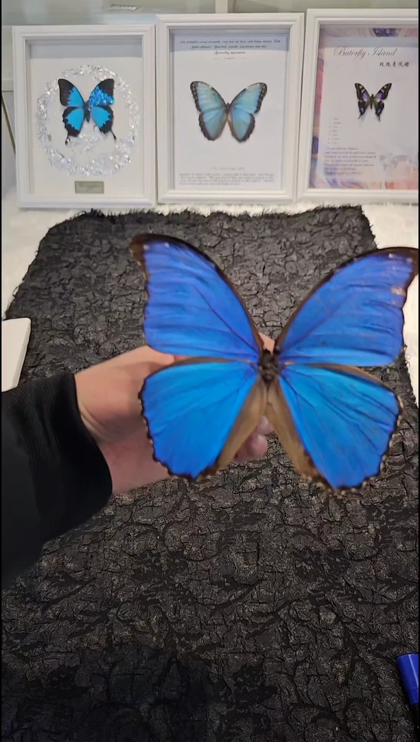 蝴蝶标本一物一拍