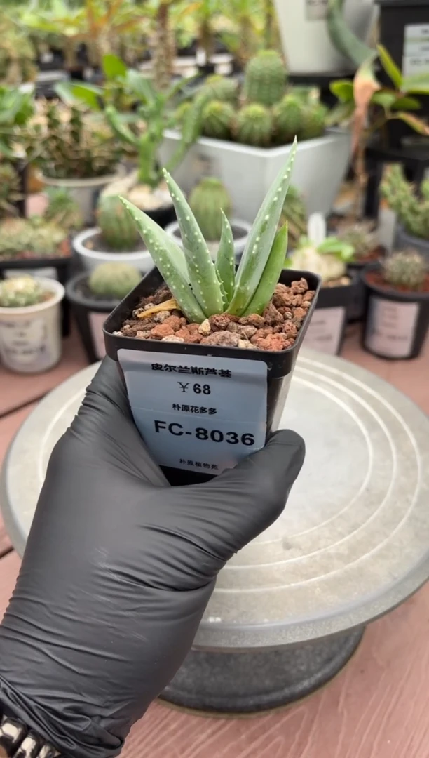 皮尔兰斯芦荟FC-8036