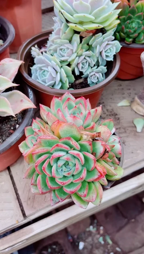 只***j02052多肉植物一物一拍