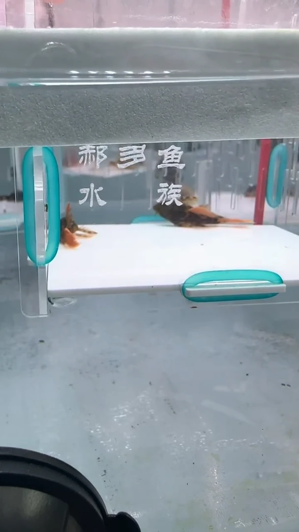 清道夫4不包入缸损17