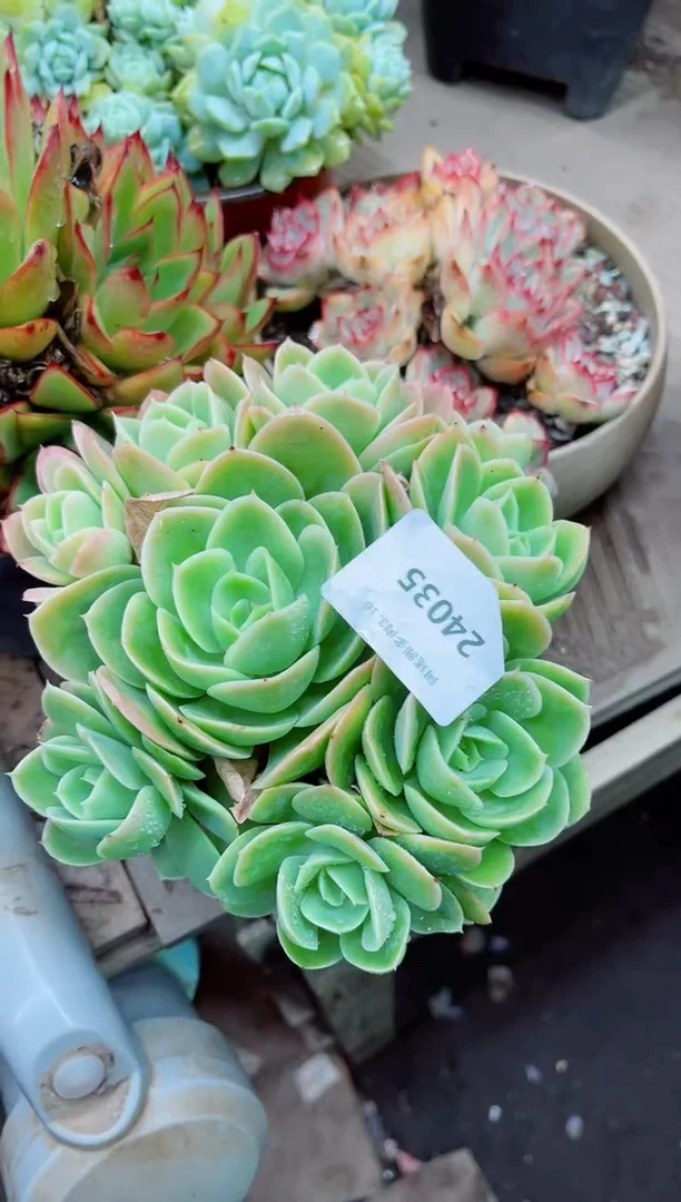 墨**香024035多肉植物一万一平
