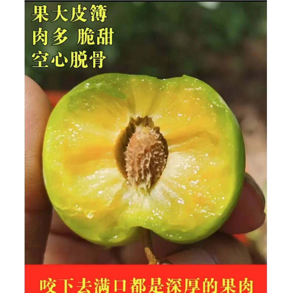 正宗头茬高山脆甜脱骨李脆甜爽口现摘现发当季新鲜水果