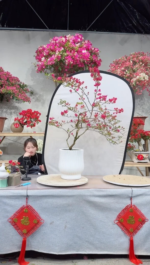 【闪购商品】盆景宫粉