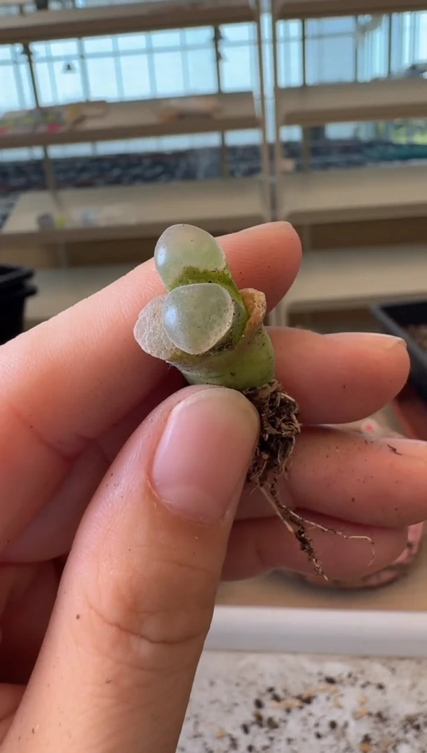 10-108多肉植物肉锥