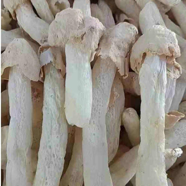 新货竹荪球菇食用菌菇