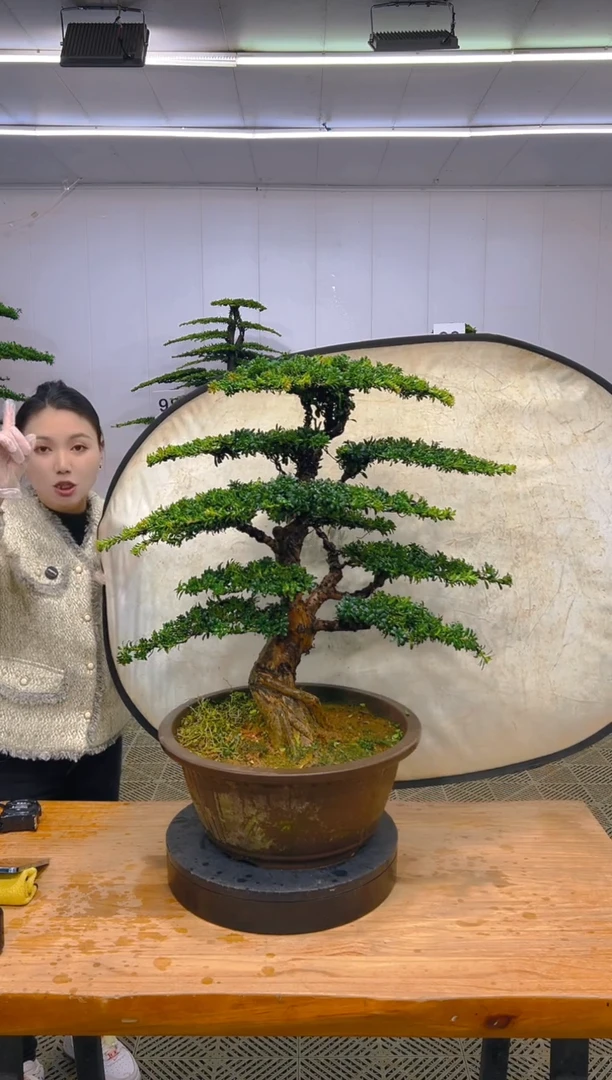 无花朵一物一拍一物一拍