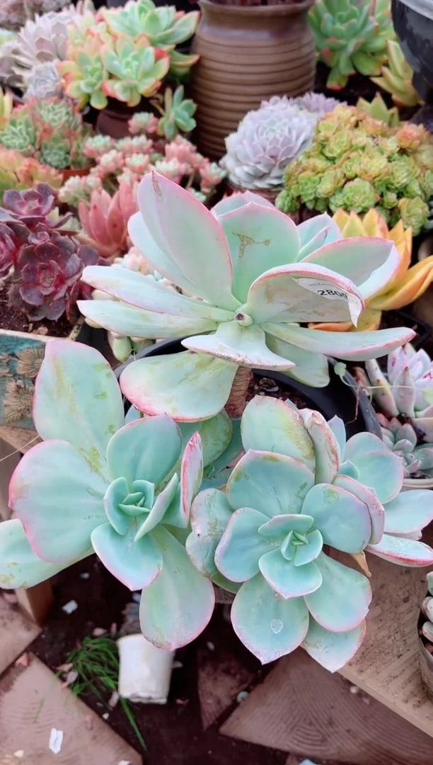 小*多肉植物一物一拍28096