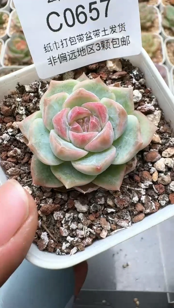 657C云禹多肉植物 带盆土纸巾打包 3颗包邮