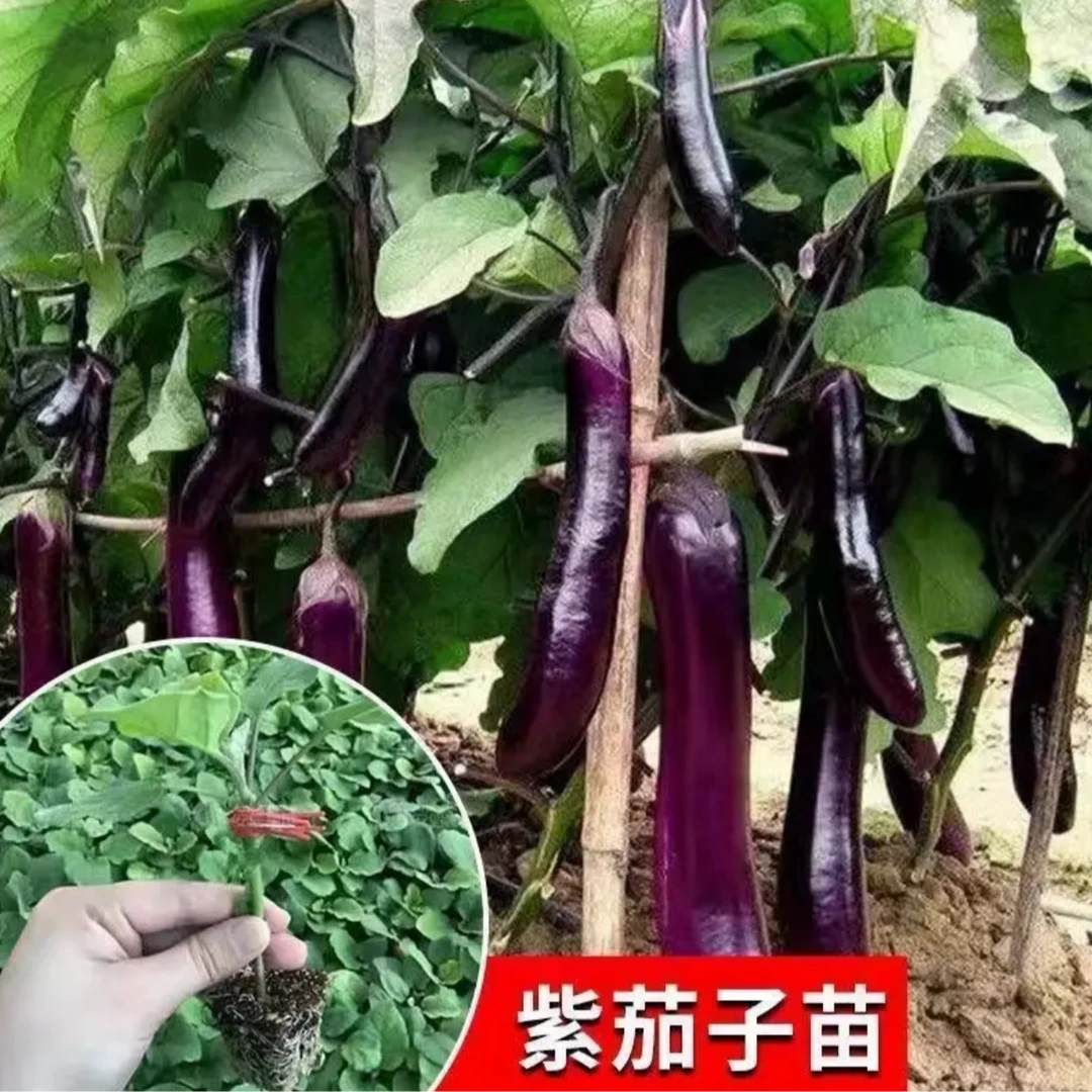 高产茄子苗秧苗蔬菜瓜果批发阳台种植可盆栽地长青紫黑圆杭茄子
