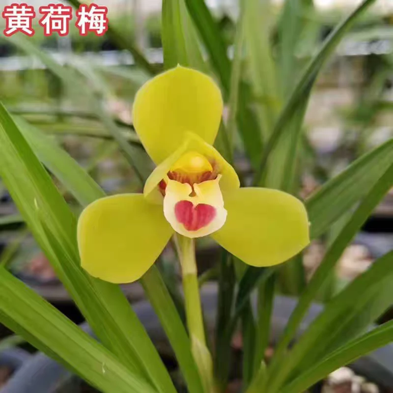 春兰黄荷梅 老种带花苞 室内高端盆栽绿植