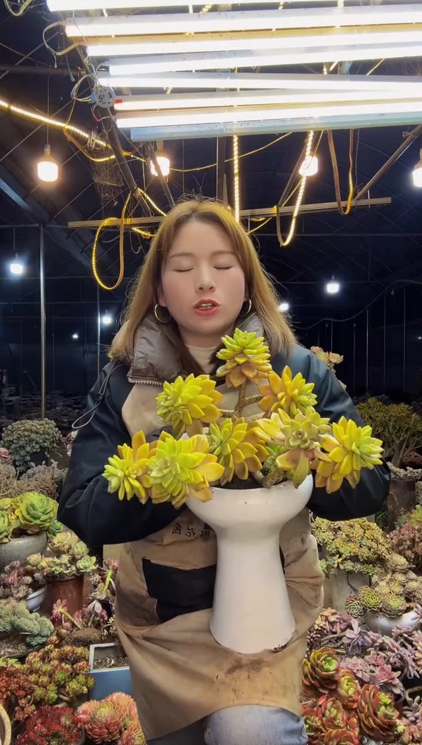 【闪购商品】精控淡雪脱土包邮