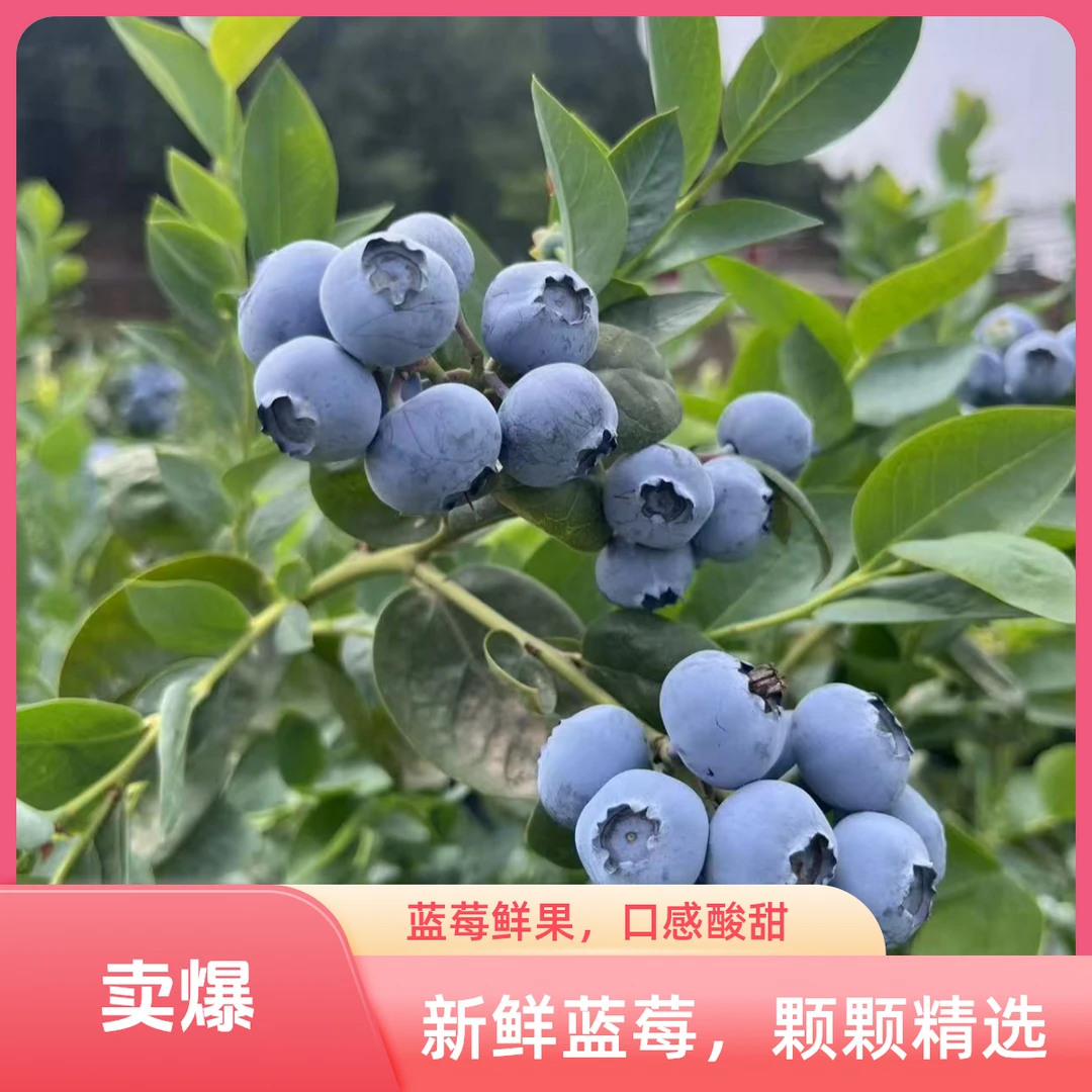 【只发川渝】头茬鲜果蓝莓  又脆又甜净重2斤  中果大果多种可选