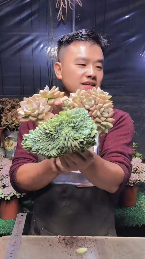 240淡雪缀化（一物一拍）