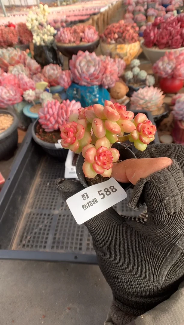 588苹果花多肉植物一物一拍