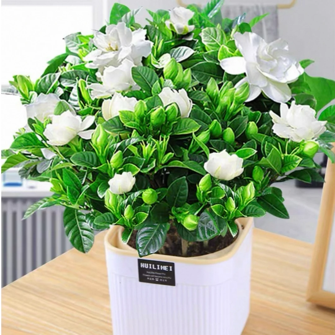 大叶栀子花浓香型栀子花盆栽 花卉植物室内客厅阳台绿植四季好养