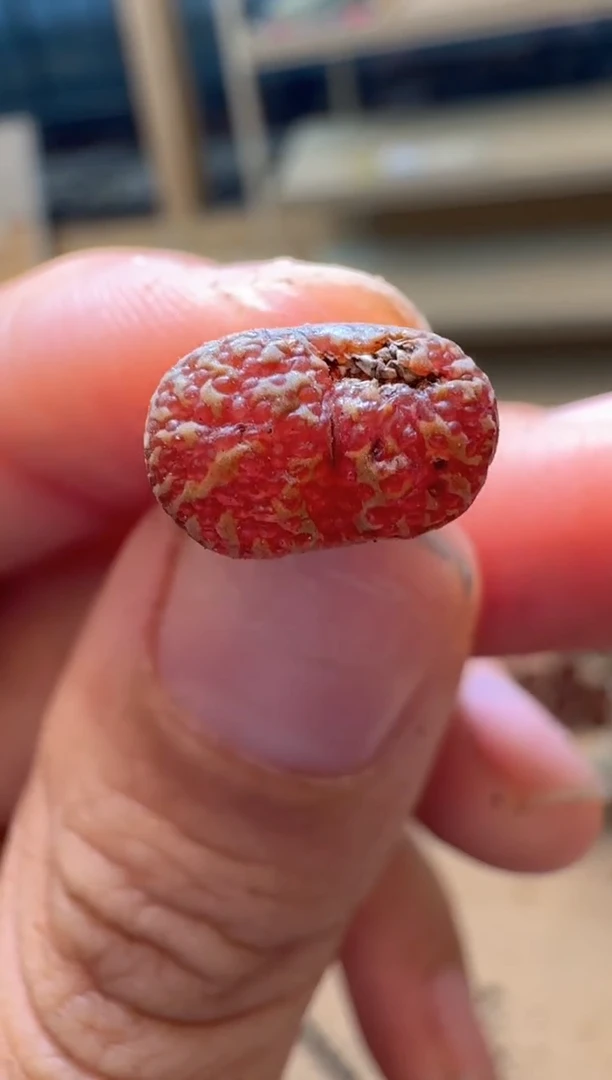 多肉植物肉锥16-266