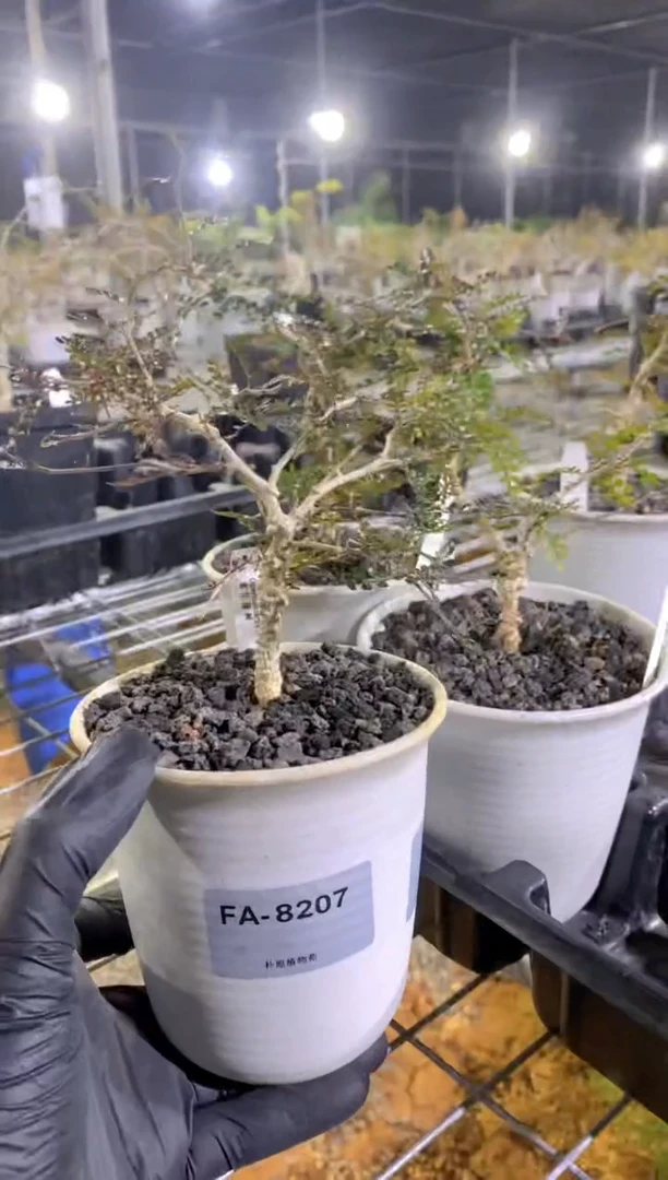 【闪购商品】象足漆树FA-8207