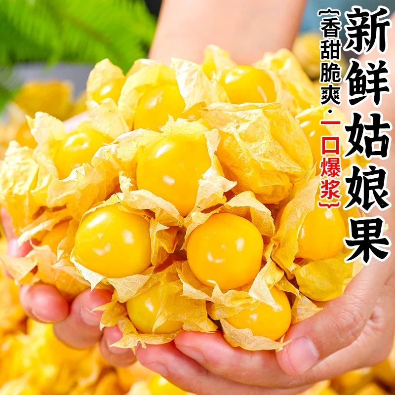 【头茬果】东北头茬姑娘果灯笼果
