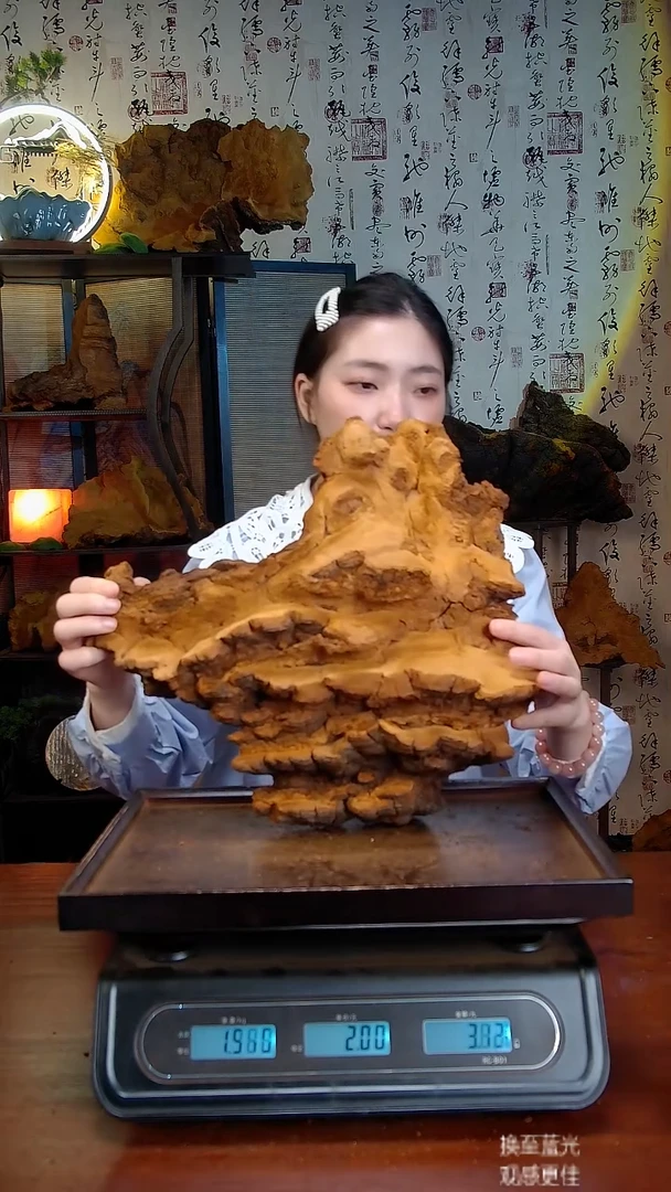 松针层孔菌中国大陆【藏区 野生】松树桑黄（4.25斤）60-70年份