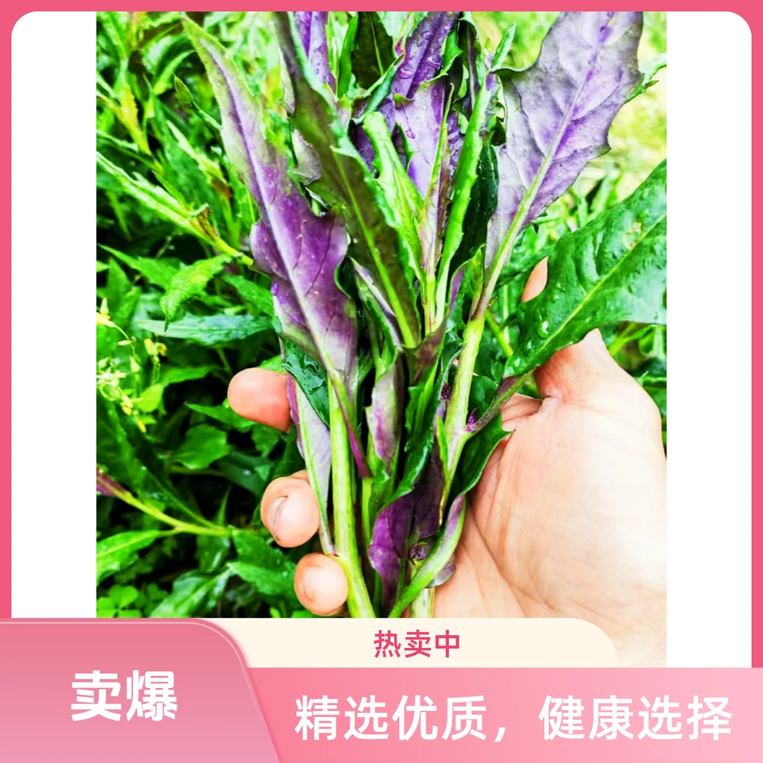 四川省屏山县血皮菜炒猪肝凉拌回味无穷