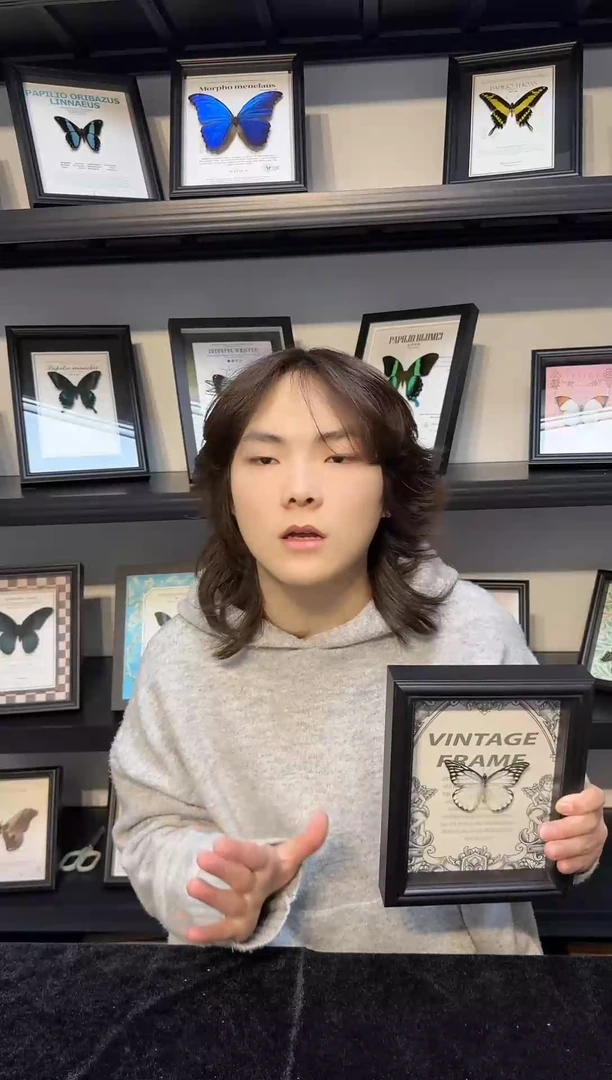 玻璃真实蝴蝶标本