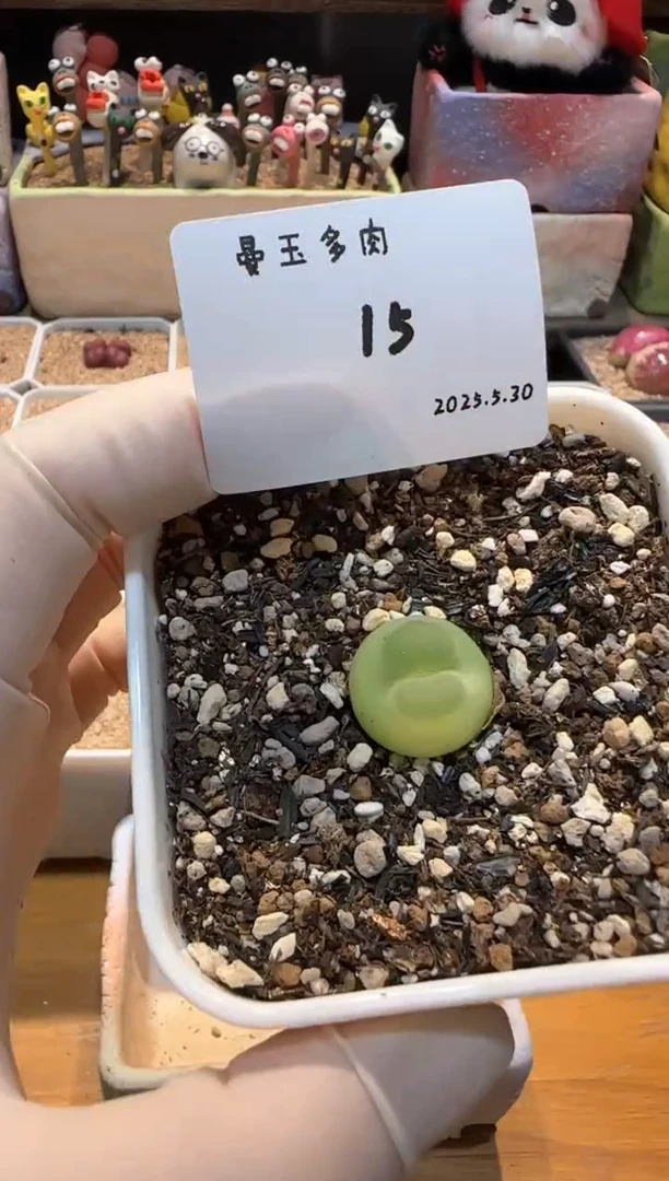 25.5.30-15温柔半两