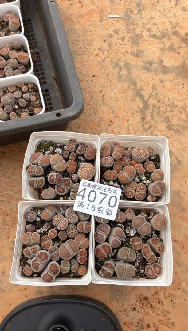 4070特价七方菊纹章有瑕疵发货1盒量拍