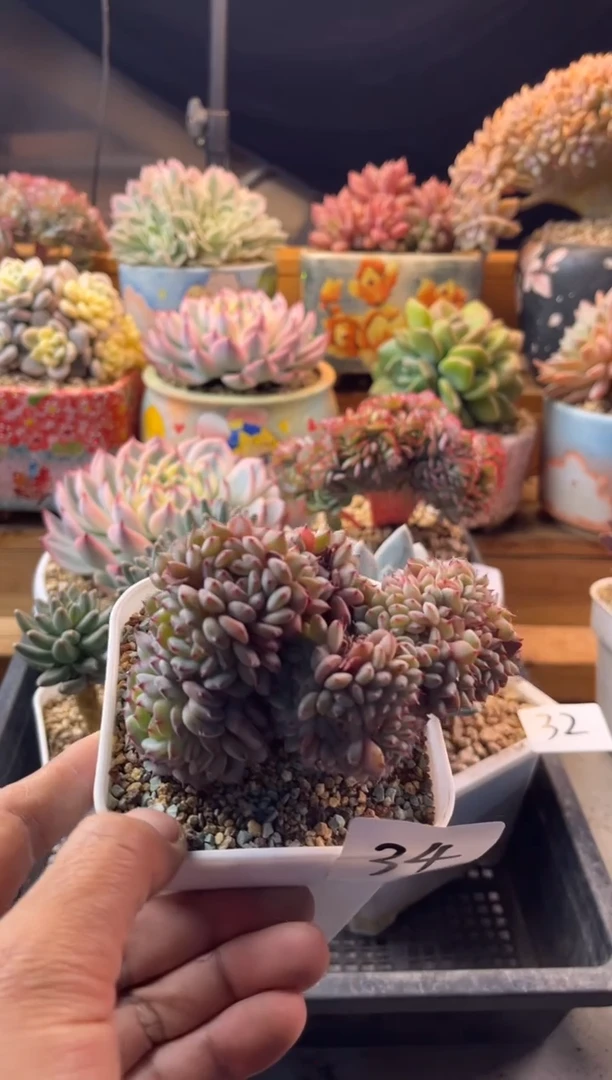 12.28-34白胖子缀化11111111111