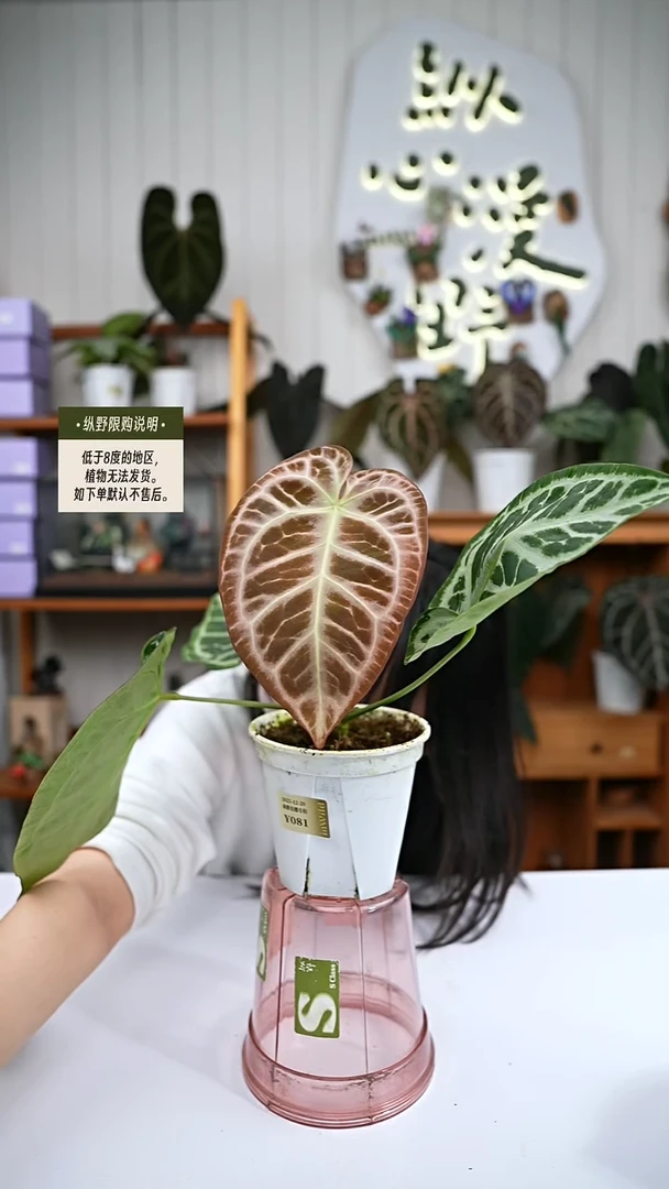 完全开放Y81女团杂