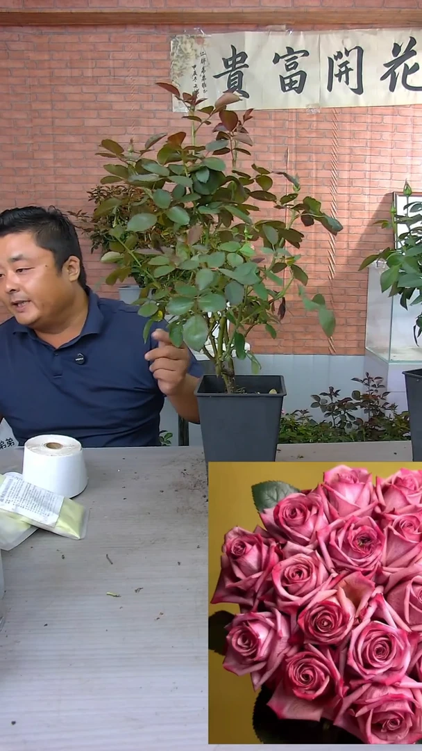当前无花朵，栽培后可花朵咖啡师