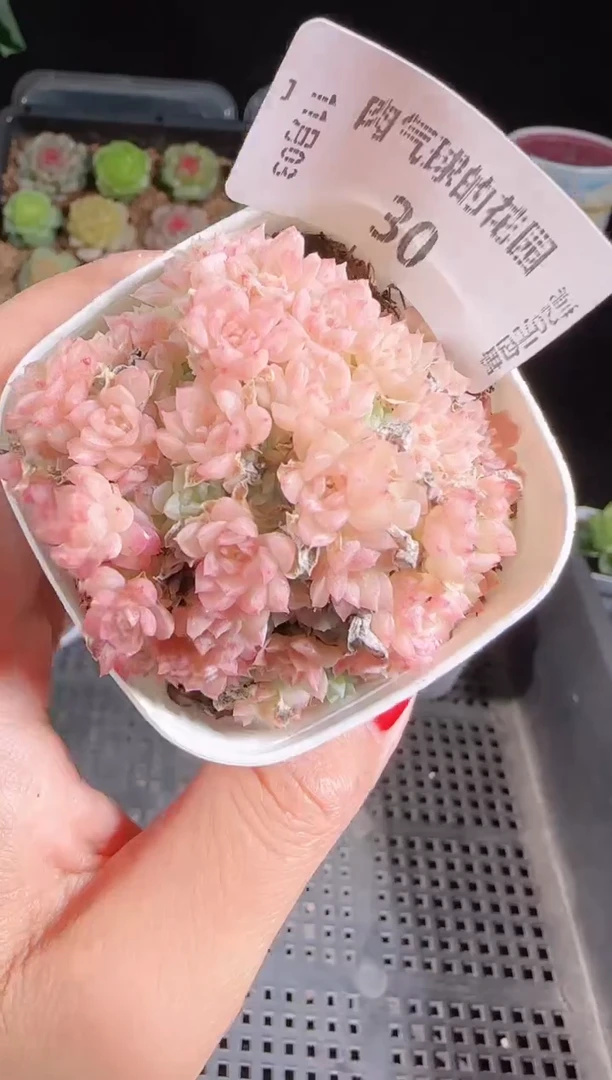 1103-30麦秆群不包整