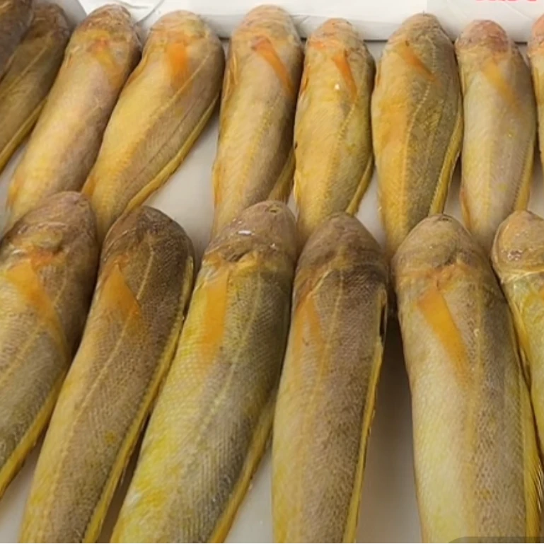 【野笙黄鱼】5两左右/每条拍8发10条净重5斤海捕大黄鱼顺丰冷链