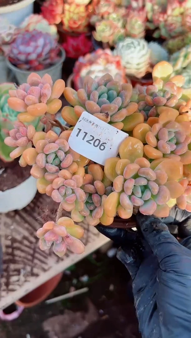 铱*多肉植物一物一拍11206