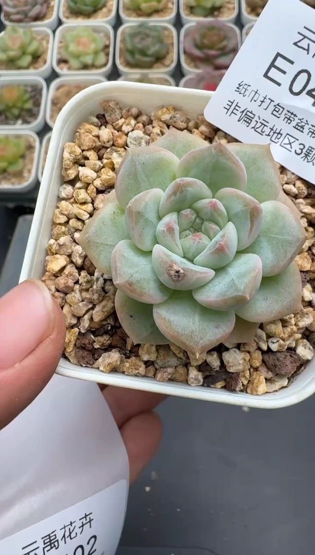 401E云禹多肉植物 带盆土纸巾打包 3颗包邮