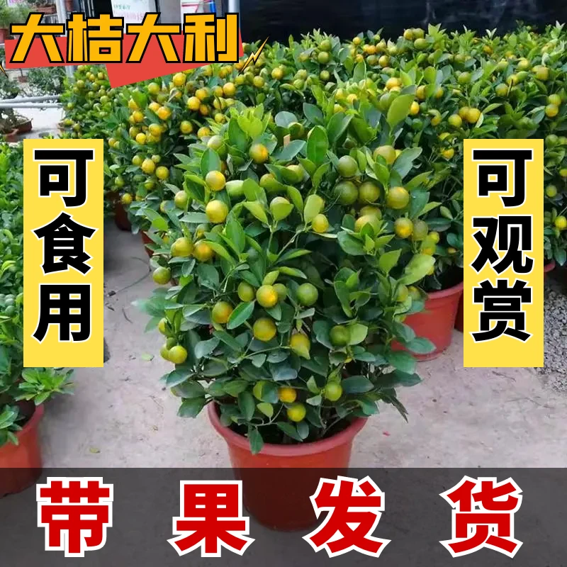 四季金桔树盆栽带果客厅招财植物盆景室内外耐热花卉绿植橘子树苗