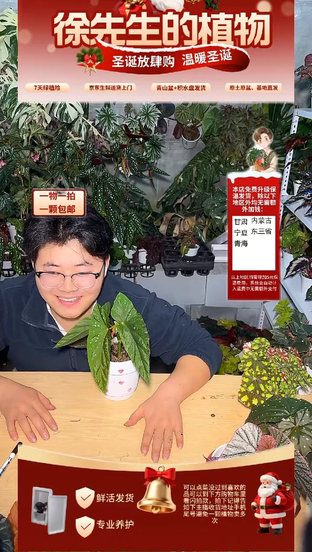 完全开放南武城秋海棠