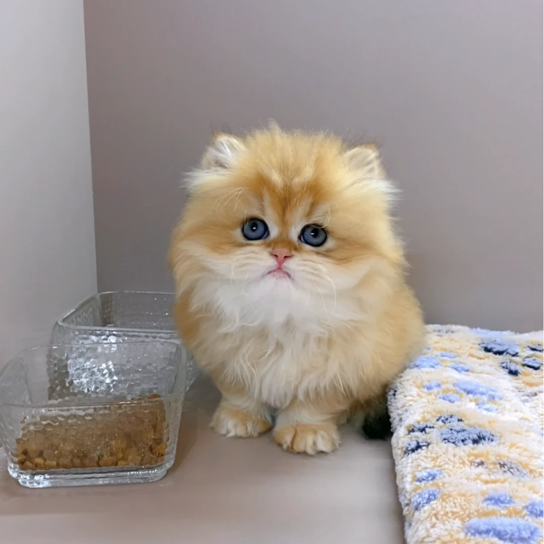 (大脸猫舍)全款猫咪链接熊版金渐层拿破仑曼基康三花缅因曼基康