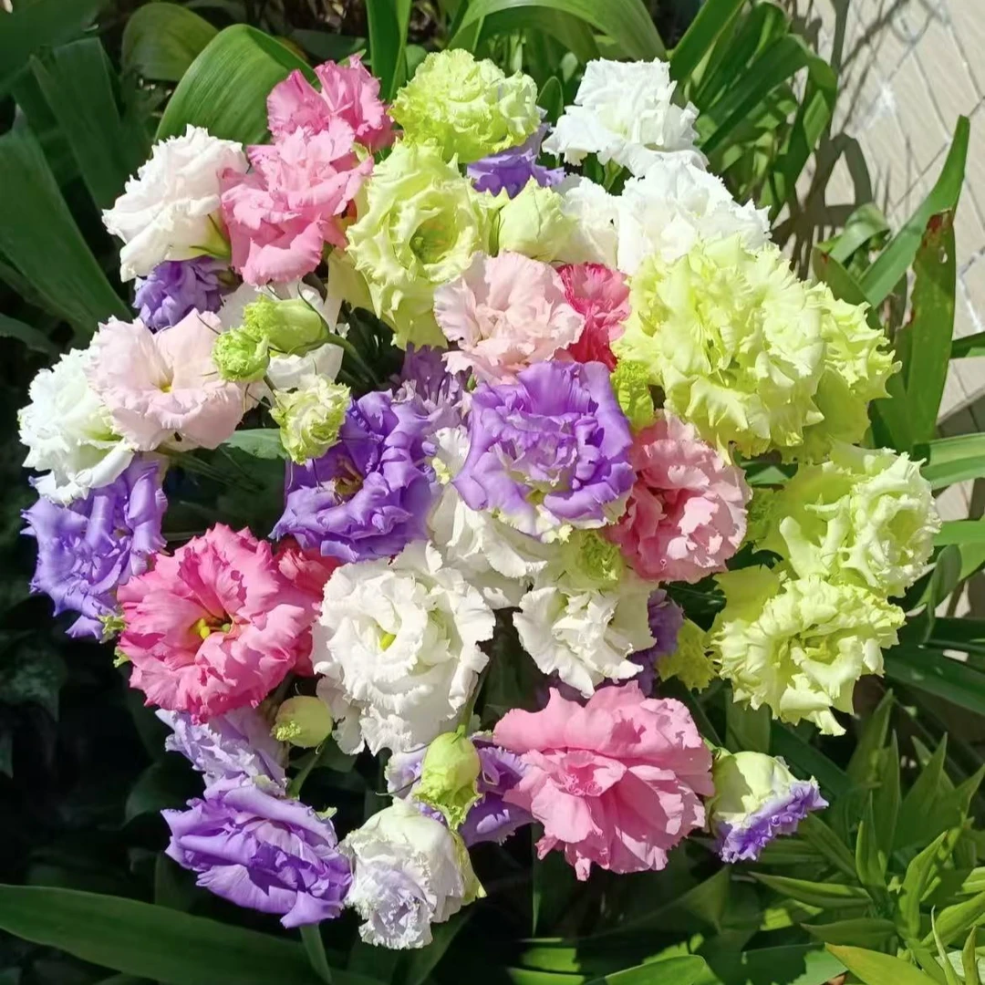 洋桔梗盆栽花苗重瓣花卉带花苞四季开花室内客厅阳台植株好养易活