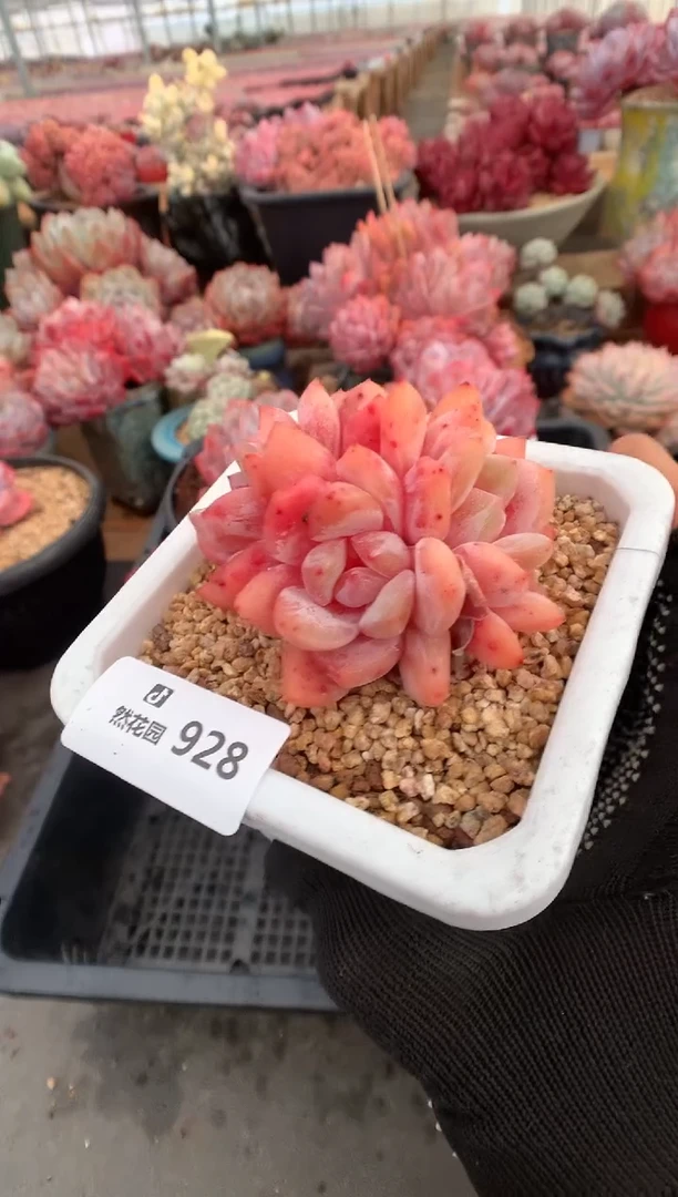 928雪天使多肉植物一物一拍