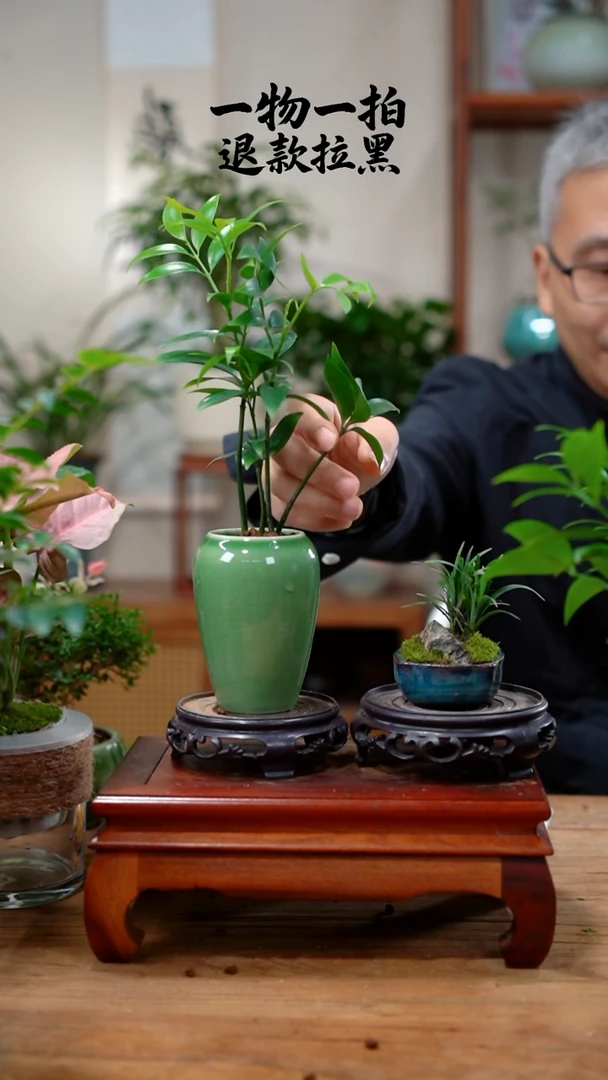 完全开放王*雄竹柏+玉龙草97