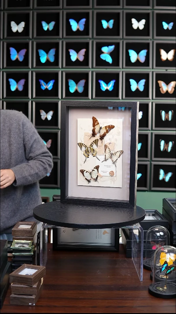 蝴蝶标本摆件竞拍H905