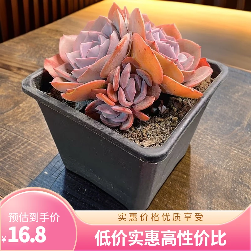 尘埃玫瑰 时宜多肉 冠幅保12公分起发   一单包邮  新手好养