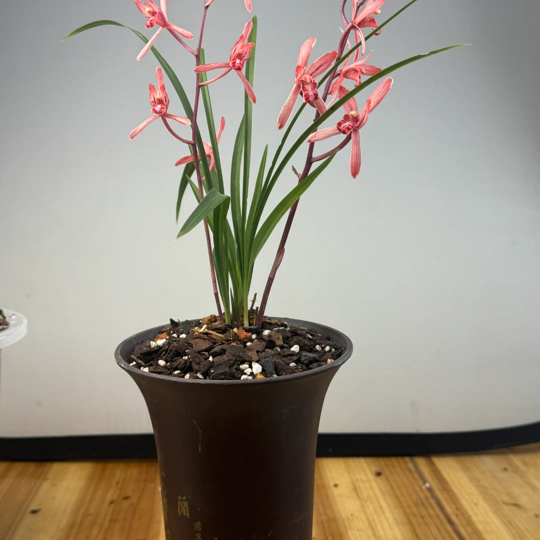 莲瓣兰新品，莲瓣兰两壮苗带花苞裸根发货(红尘佳人）