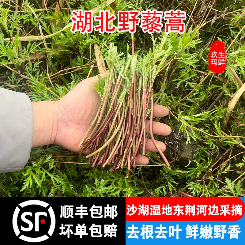 正宗湖北野藜蒿蓠野生芦蒿菜新鲜现摘天然泥蒿泥蒿蓠净菜顺丰包邮