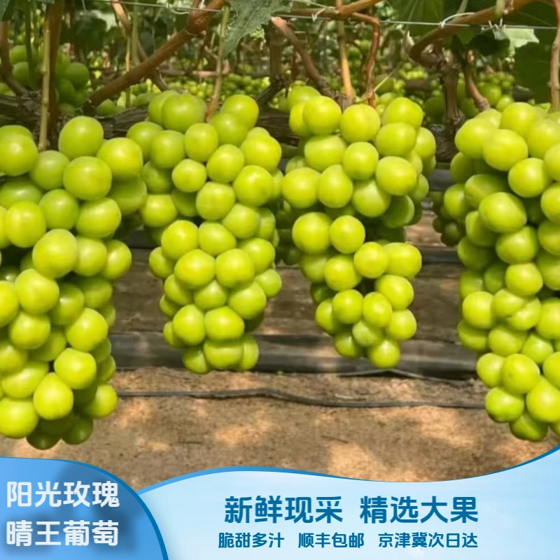 【顺丰包邮】1云南老树阳光玫瑰葡萄新鲜采摘5斤脆甜无籽带玫瑰香精品大果晴王葡萄bbp云南省