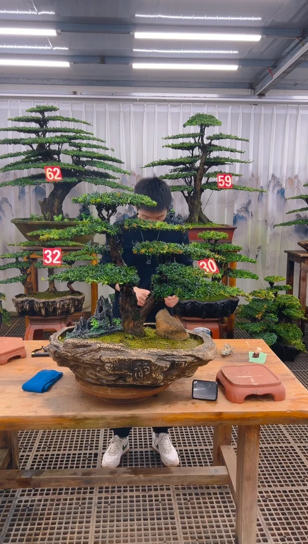 无花朵陌*人精品盆景直播间一物一 拍